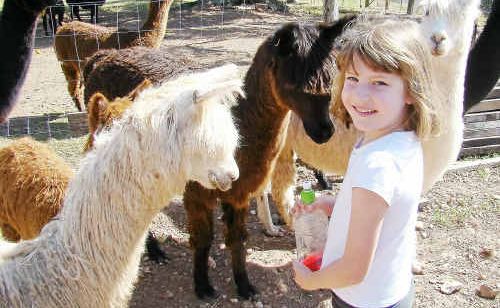 The auction will take place at Dandaloo Alpacas at Dagun tomorrow. The auction will take place at Dandaloo Alpacas at Dagun tomorrow.